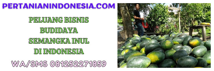 benih semangka inul terbaik,bisnis,agrobisnis,agribisnis,budidaya,budidaya benih semangka inul terbaik